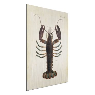 Print on aluminium - Vintage Illustration Lobster