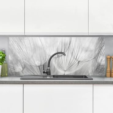 Glass Splashback - Dandelions Macro Shot In Black And White - Panoramic