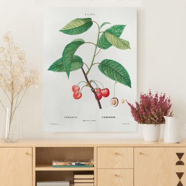 Print on canvas - Botany Vintage Illustration Red Cherries