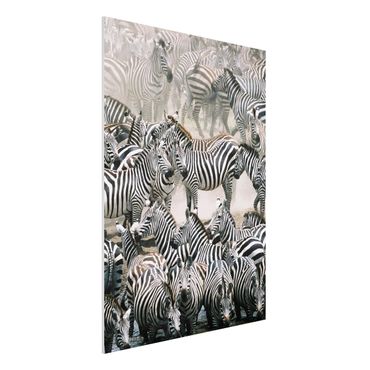 Forex print - Zebra Herd