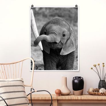 Poster animals - Baby Elephant