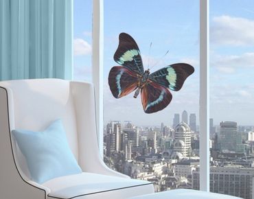 Window sticker - Lepidoptera