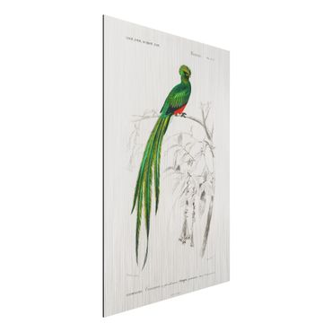 Print on aluminium - Vintage Board Tropical Bird I