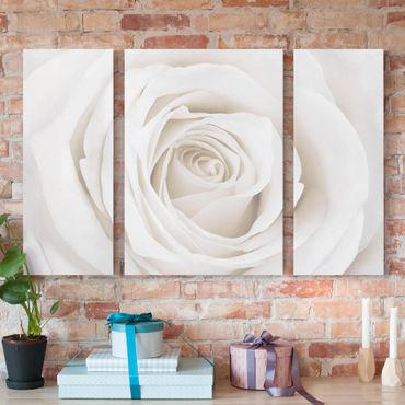 Print on canvas 3 parts - Pretty White Rose
