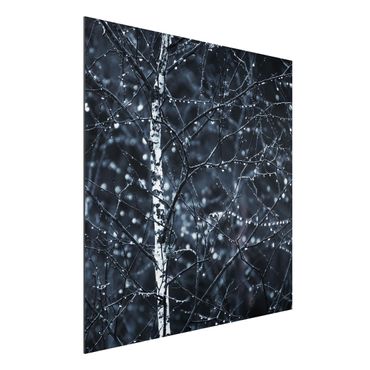 Print on aluminium - Dark Birch Tree In Cold Rain