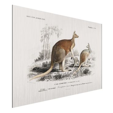 Print on aluminium - Vintage Board Kangaroo