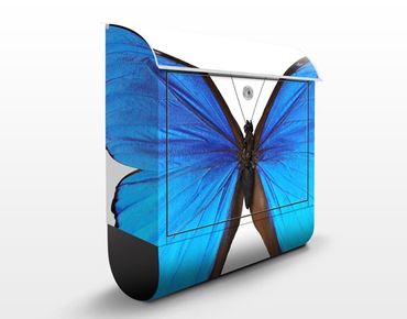 Letterbox - Blue Morpho