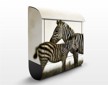 Letterbox - Zebra Couple