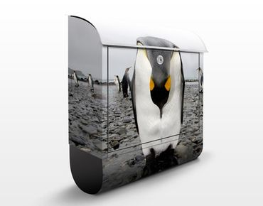 Letterbox - Penguin
