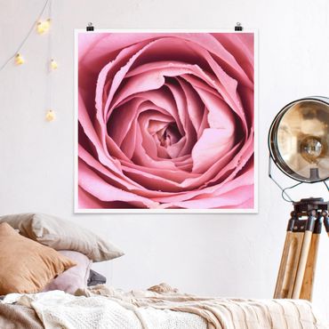 Poster - Pink Rose Blossom