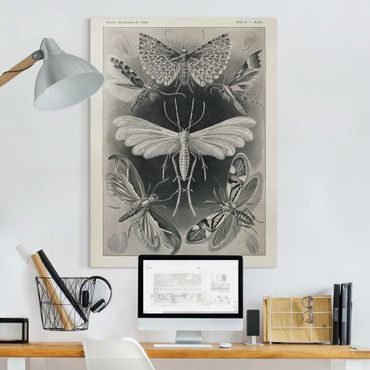 Print on canvas - Vintage Board Moths And Butterflies