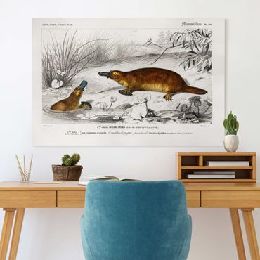 Print on canvas - Vintage Board Platypus