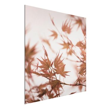 Print on aluminium - Maple Leaf In Autumn Sun