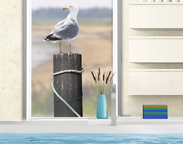 Window sticker - Curious Gull