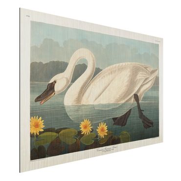 Print on aluminium - Vintage Board American Swan