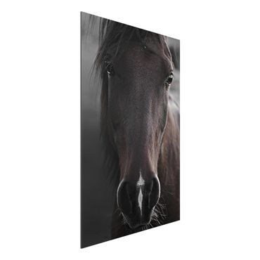 Print on aluminium - Dark Horse