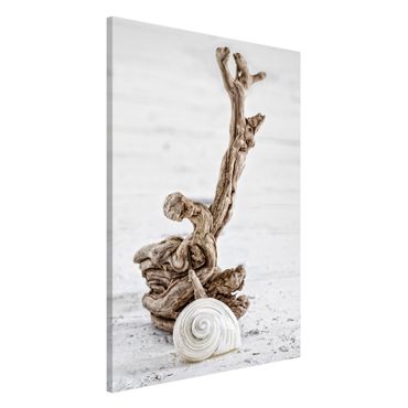 Magnetic memo board - White Snail Shell And Root Wood