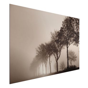 Print on aluminium - Tree Avanue In Morning Mist