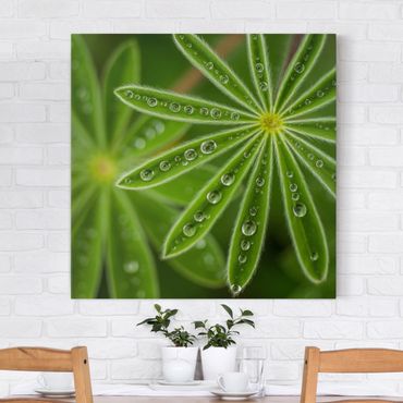 Print on canvas - Morning Dew On Lupine Leaves