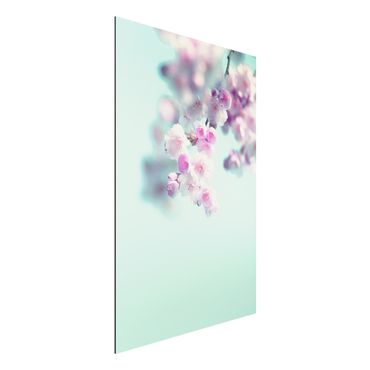 Print on aluminium - Colourful Cherry Blossoms