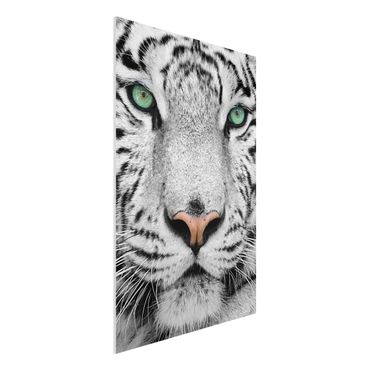 Forex print - White Tiger