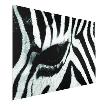 Forex print - Zebra Crossing