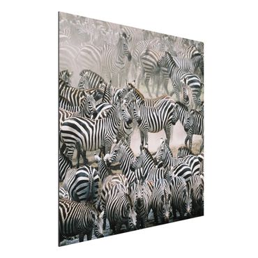 Print on aluminium - Zebra Herd