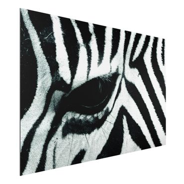 Print on aluminium - Zebra Crossing