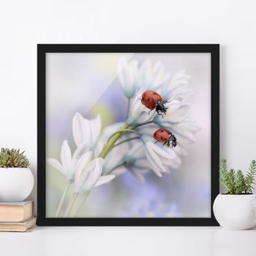 Framed poster - Ladybird Couple