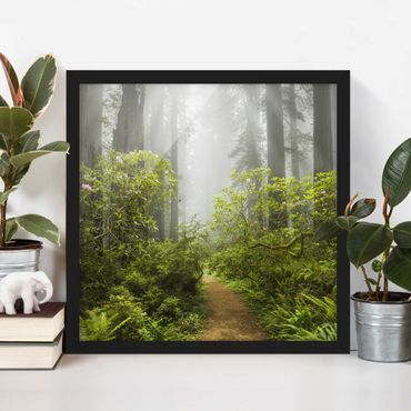 Framed poster - Misty Forest Path