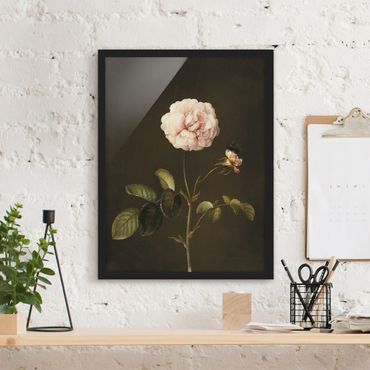 Framed poster - Barbara Regina Dietzsch - French Rose With Bumblbee