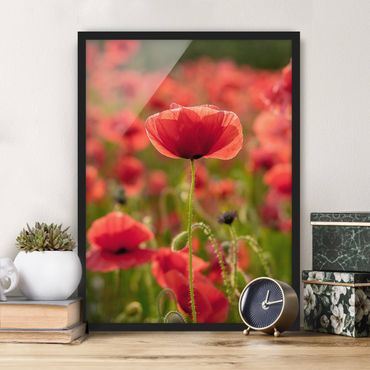 Framed poster - Poppy Field In Sunlight