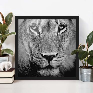 Framed poster - Old Lion