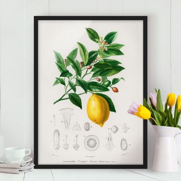 Framed poster - Botany Vintage Illustration Of Lemon