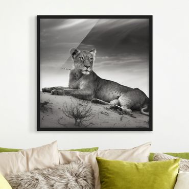 Framed poster - Resting Lion