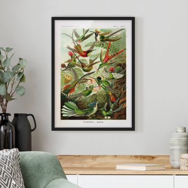 Framed poster - Vintage Board Hummingbirds