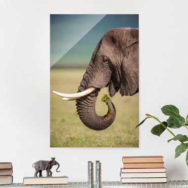 Glass print - Feeding Elephants In Africa