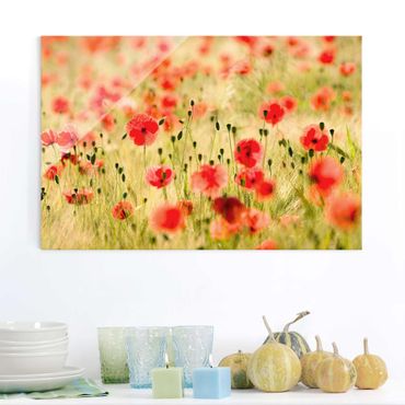 Glass print - Summer Poppies