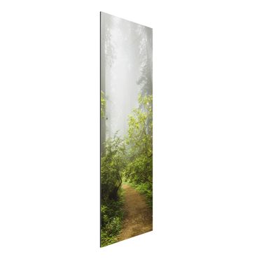 Print on aluminium - Misty Forest Path