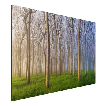 Print on aluminium - Morning In The Forest