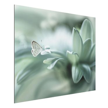 Print on aluminium - Butterfly And Dew Drops In Pastel Green