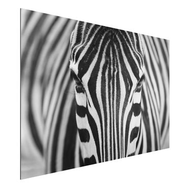 Print on aluminium - Zebra Look
