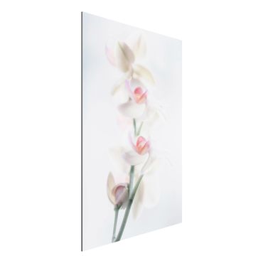 Print on aluminium - Delicate Orchid