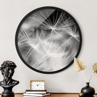 Circular framed print - Moving Dandelions Close Up On Black Background