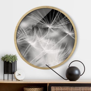 Circular framed print - Moving Dandelions Close Up On Black Background