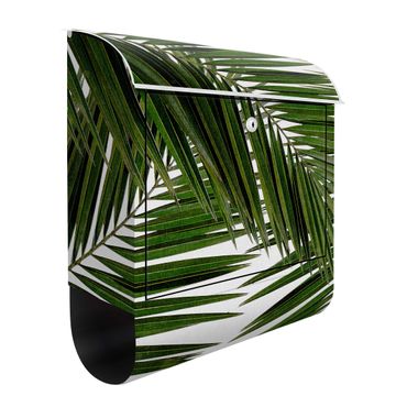 Letterbox - View Through Green Palm Leaves