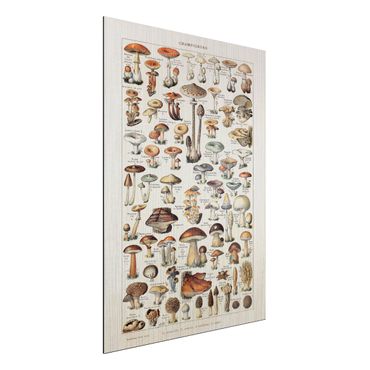 Print on aluminium - Vintage Board Mushrooms