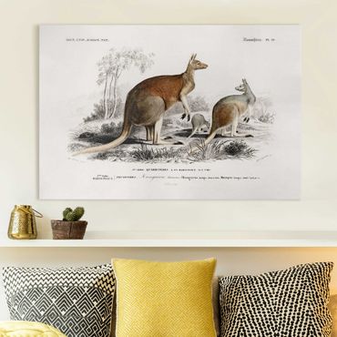 Print on canvas - Vintage Board Kangaroo