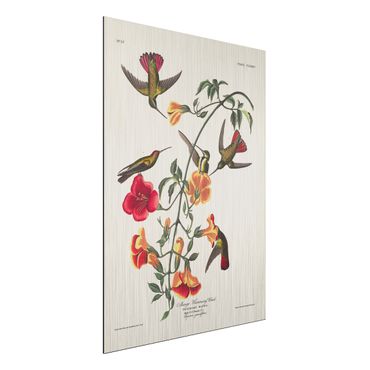 Print on aluminium - Vintage Board Mango Hummingbirds