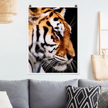 Poster animals - Tiger Beauty